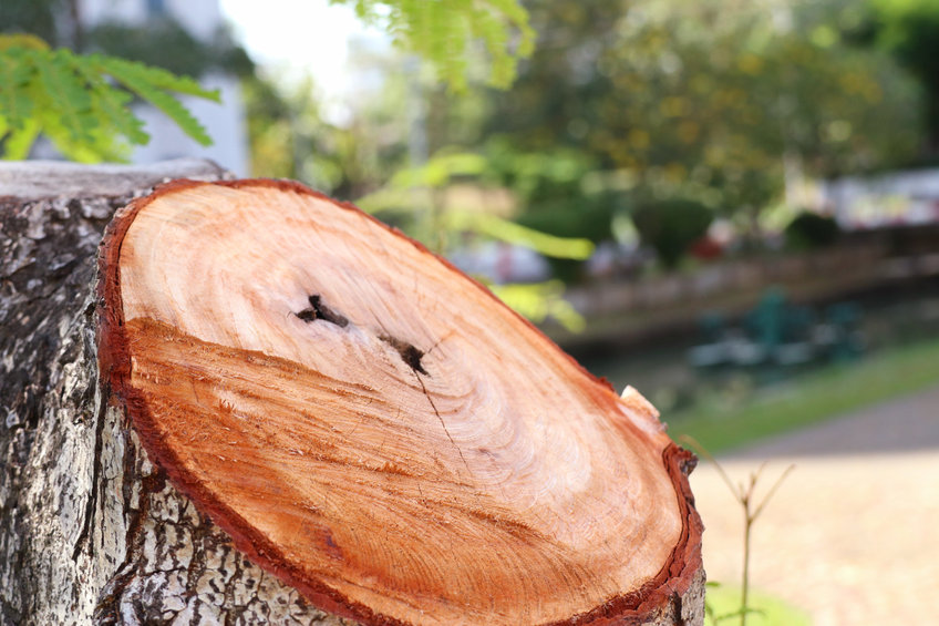 Cutting a tree stump in Harrow