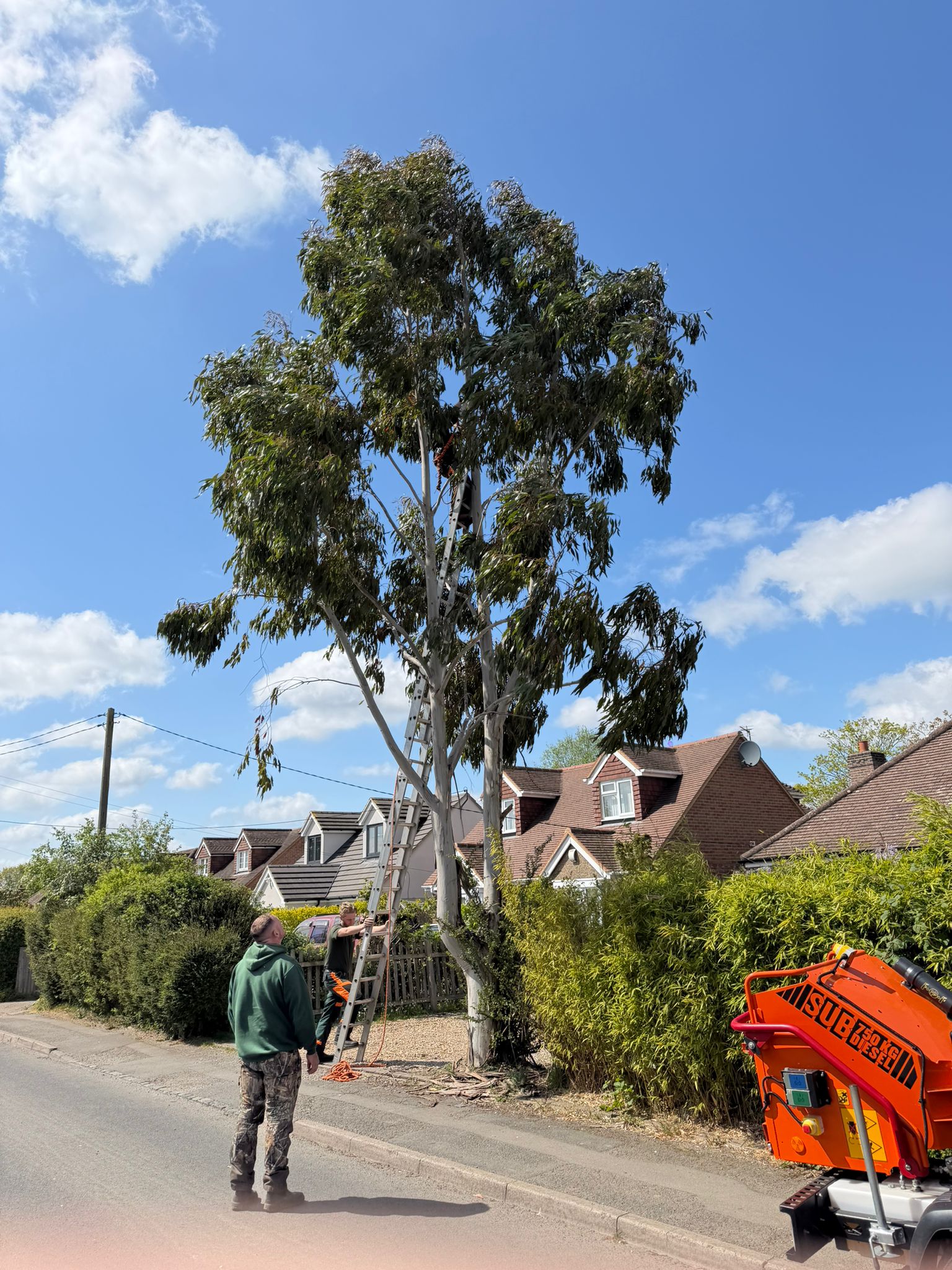 Tree being cut down outside home in Harrow Tree being cut down outside home in Harrow