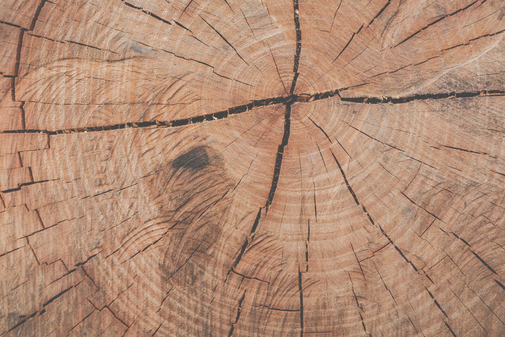 Tree stump