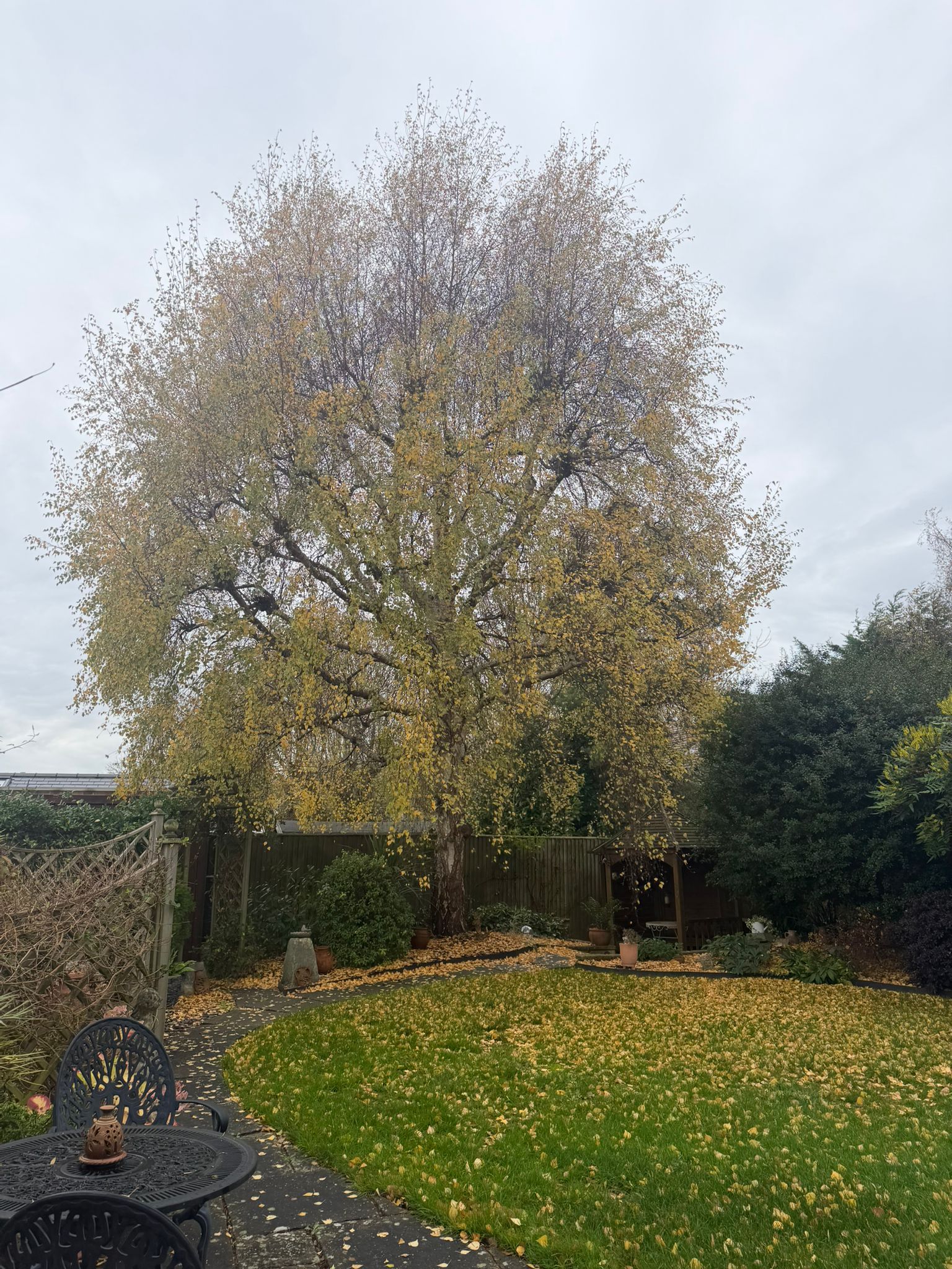 Free in need of pruning in Harrow