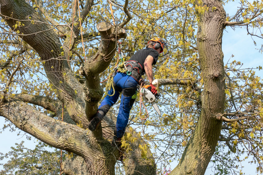 Tree Surgeon using a chainsaw in a tree in Harrow