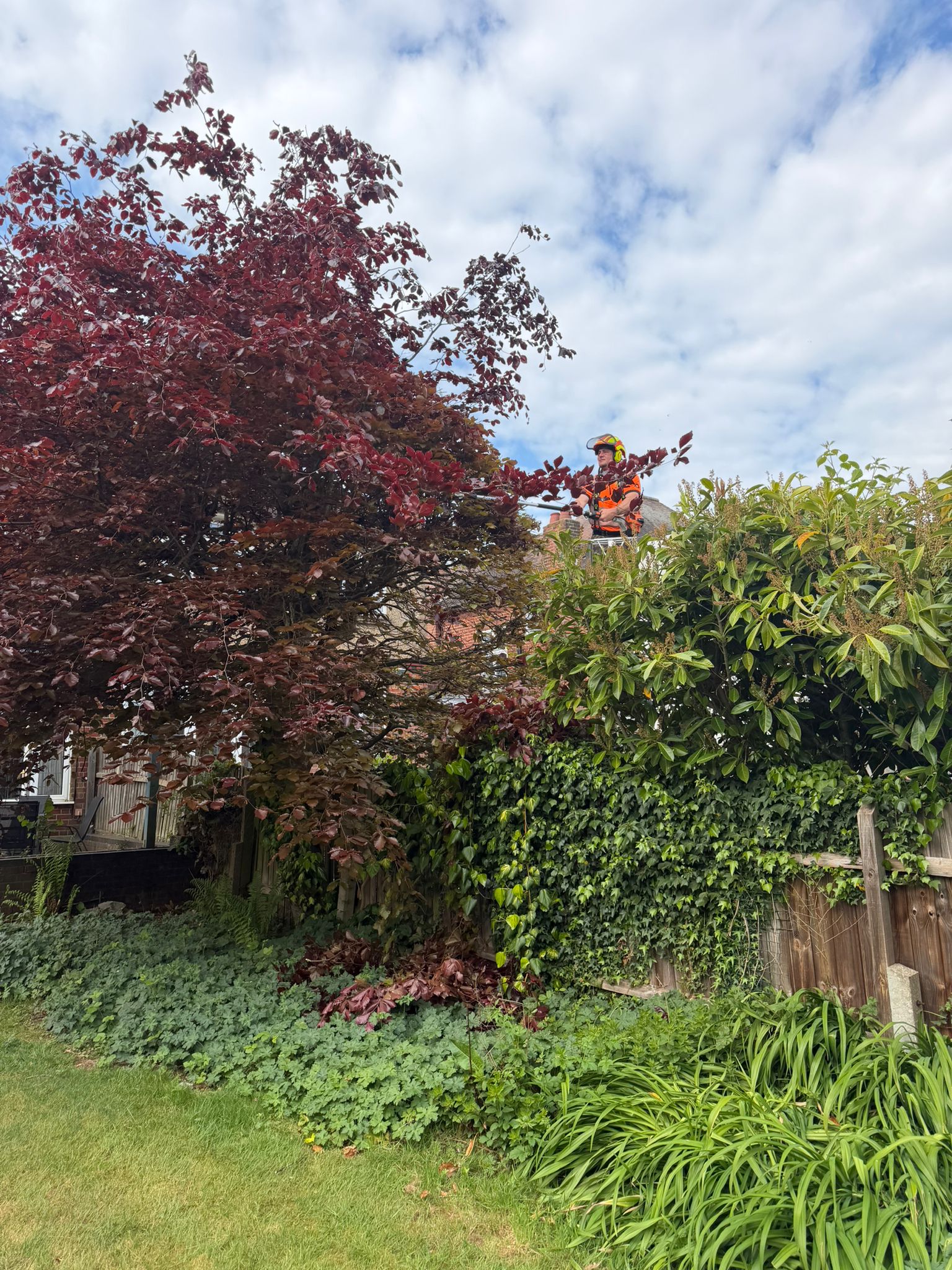 Tree surgeon pruning tree in Harrow Tree surgeon pruning tree in Harrow