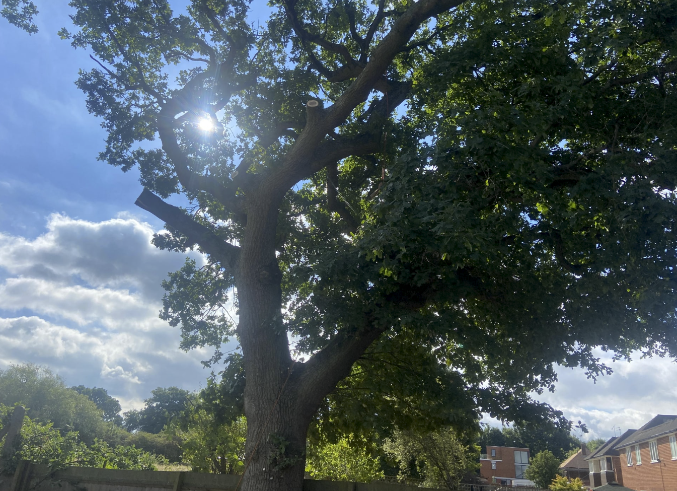 Tree that has been pruned