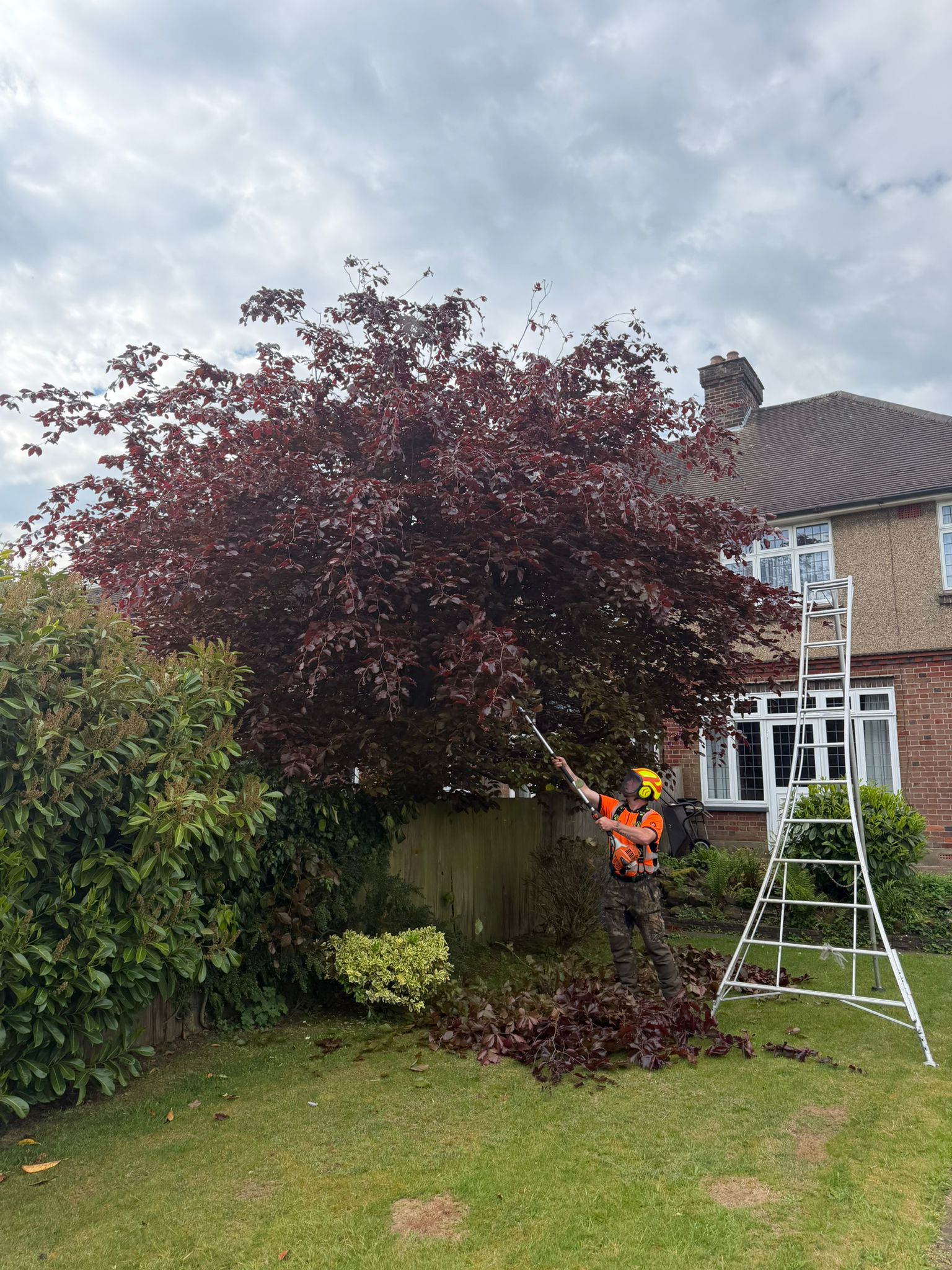 Tree surgeon pruning tree in Harrow Tree surgeon pruning tree in Harrow